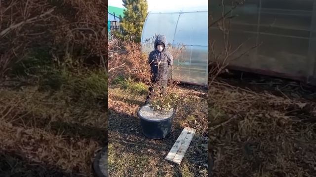 Как будет зимовать голубика в контейнерах
#голубика
