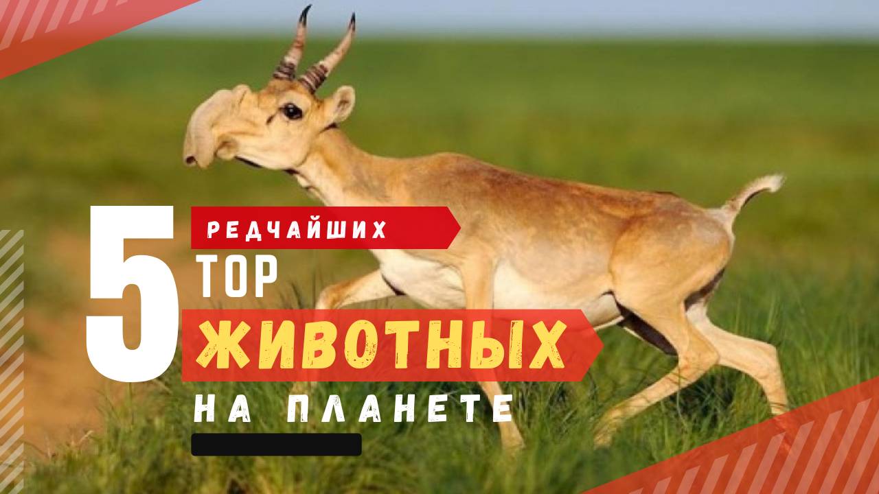 Топ 5 редчайших животных на планете вы точно о них не слышали