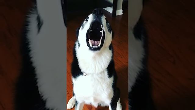 SUPER HARD you laugh, you restart ep224 #shorts #funnyvideo #viral #fail #memes #funny #animals