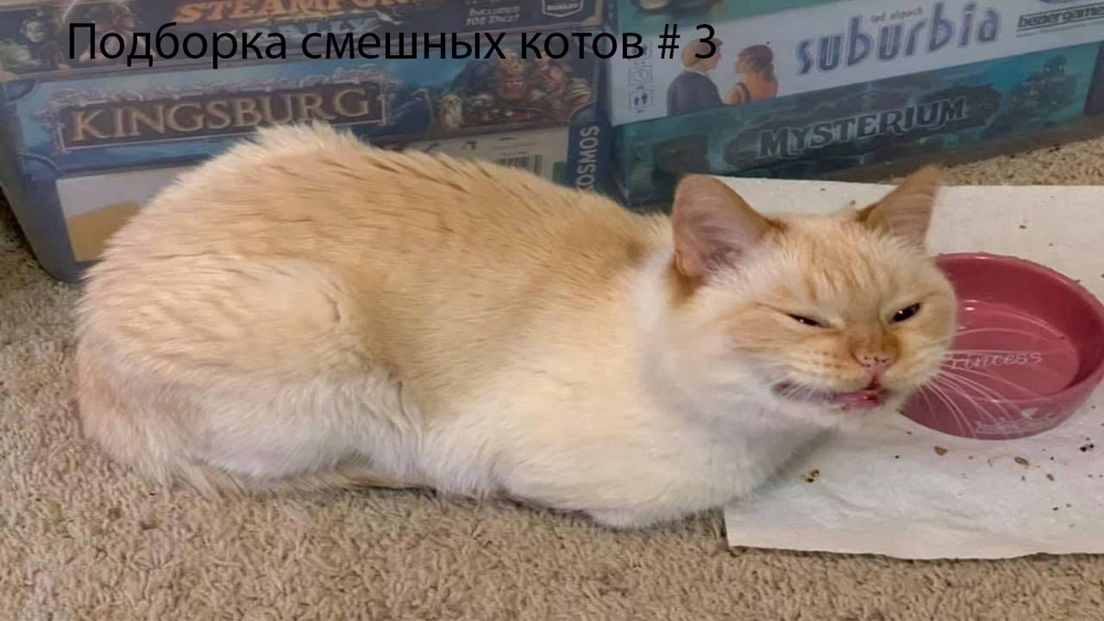 Подборка смешных котов #3