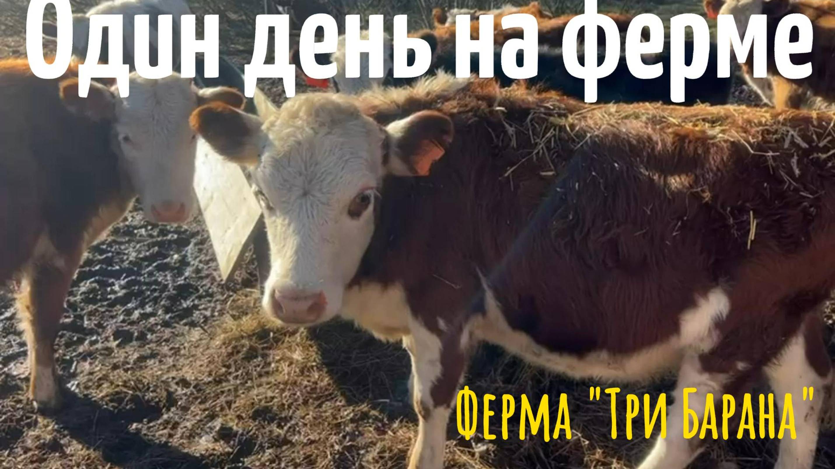 Один день на ферме.