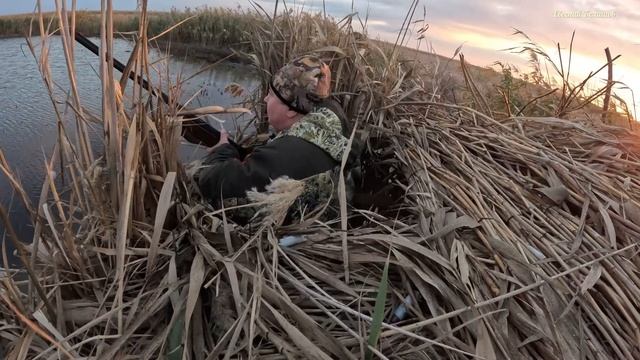 02.11.2024 Брюховецкий район Краснодарский край. Охота на Утку🦆🦆🦆