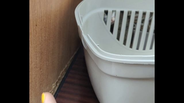 Котенок чуть не погибла, врач чуть не загубил кроху
