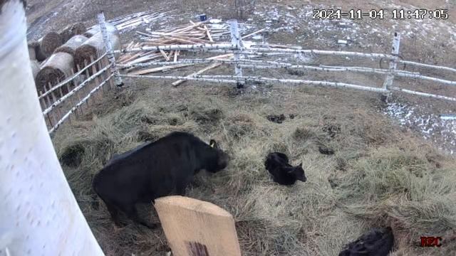 Жизнь продолжается
