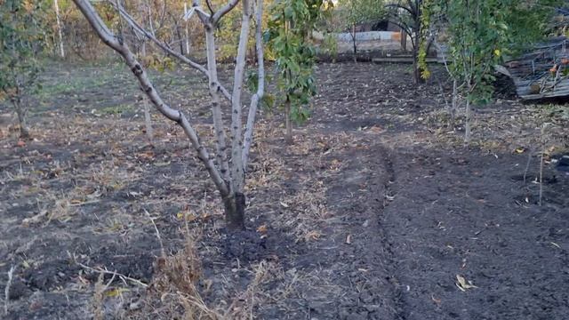 Убираю на огороде. Собираю урожай острого перца.