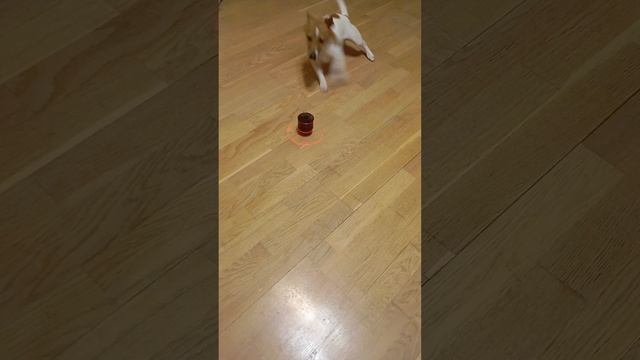 Милая Корица.  воюет с игрушкой😂