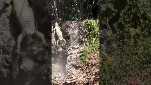 video_2024-01-23_17-56-42.mp4