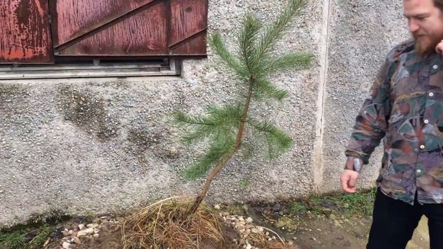 Сажаем бонсай на нашем производстве