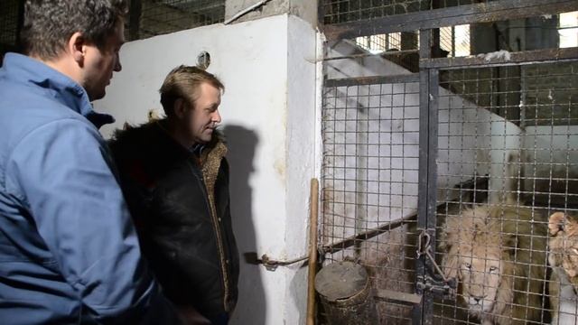 О действии на людей львиного рыка !