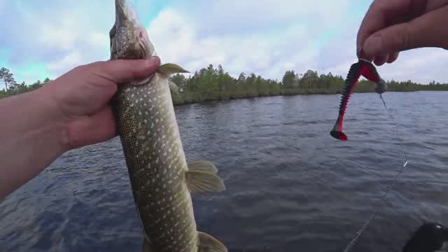 Озеро Вильент.Рыбалка на спиннинг.