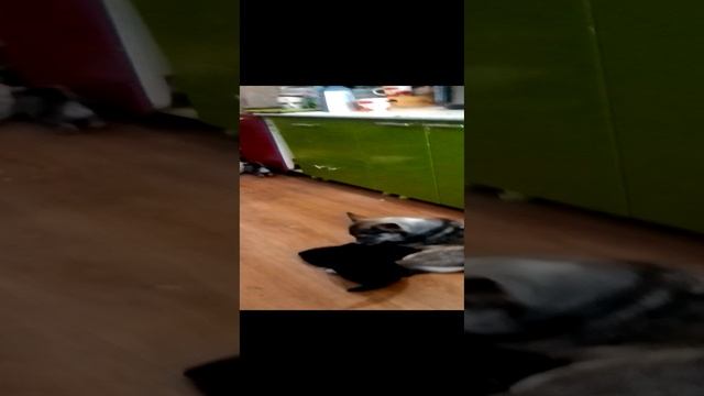 VID_20241104_092926.mp4Под Покровом иконы Казанской Божией Матери празднуем День Народного Единства!