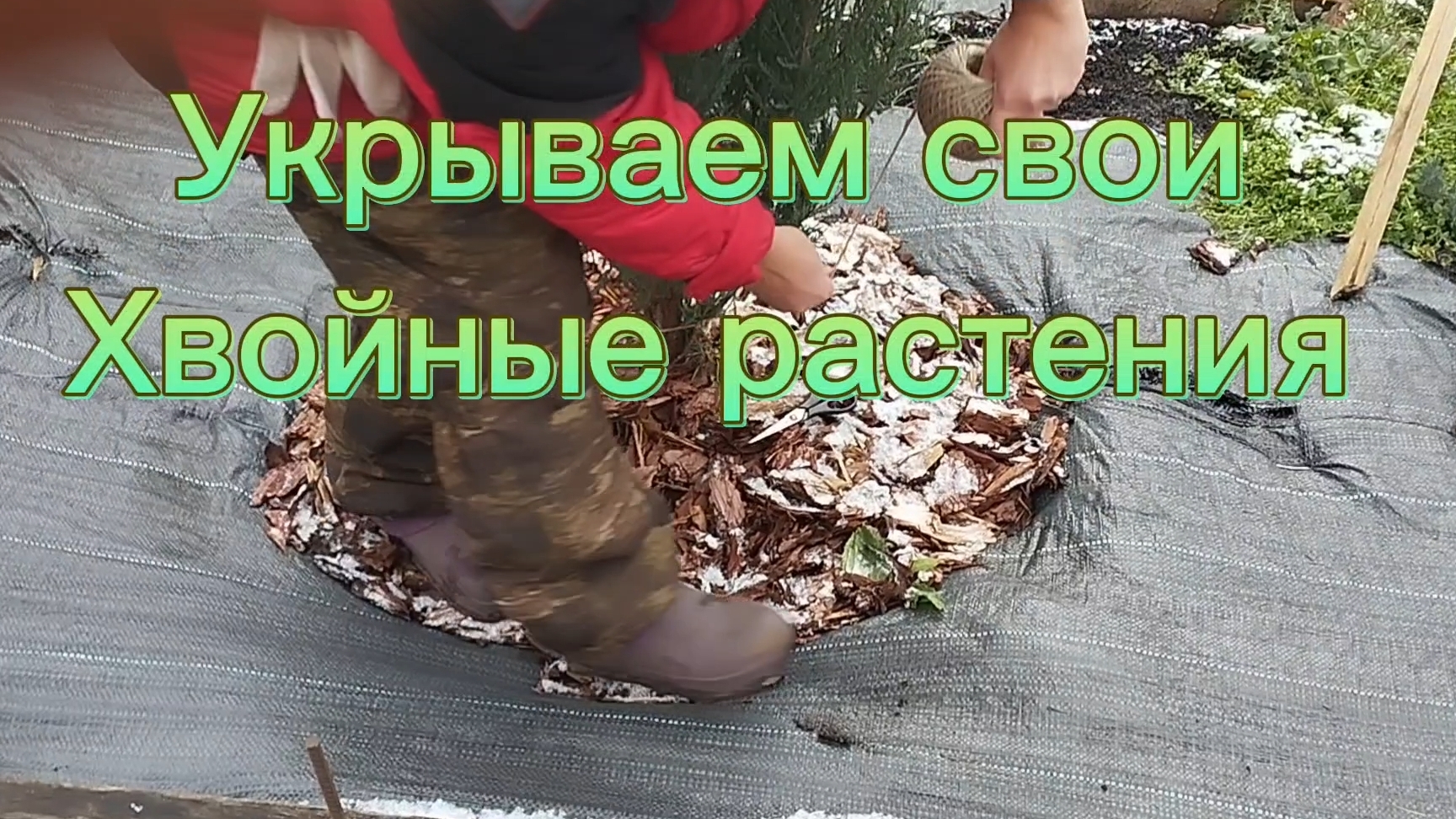 🌲🌲Укрываем свои хвойные растения от снега и мороза🌲🌲