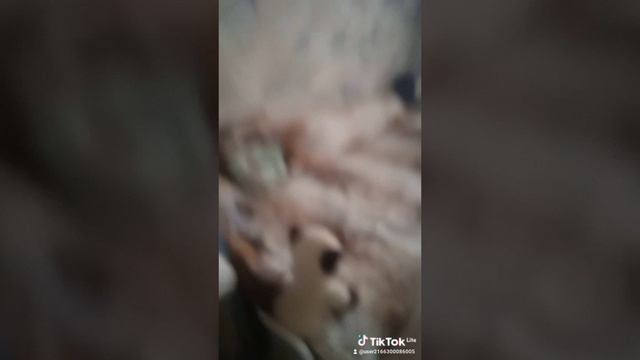 бардак=чистота