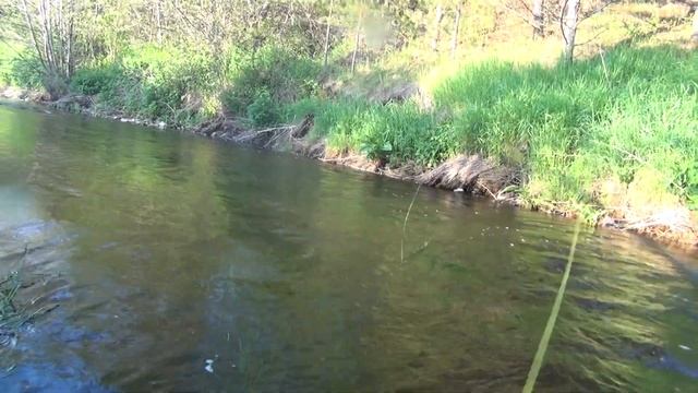 Речка, лето, елец.