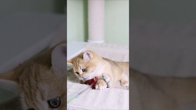Британский котенок в окрасе золотая шиншилла