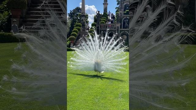 VID_20241104_211051_996.mp4