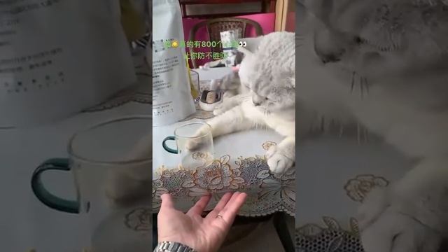 Хитрый кот.