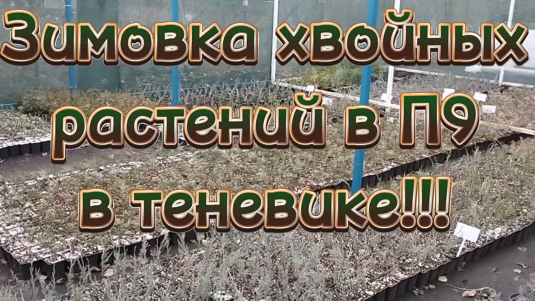 🌲Как зимуют мои хвойные растения в п9🌲