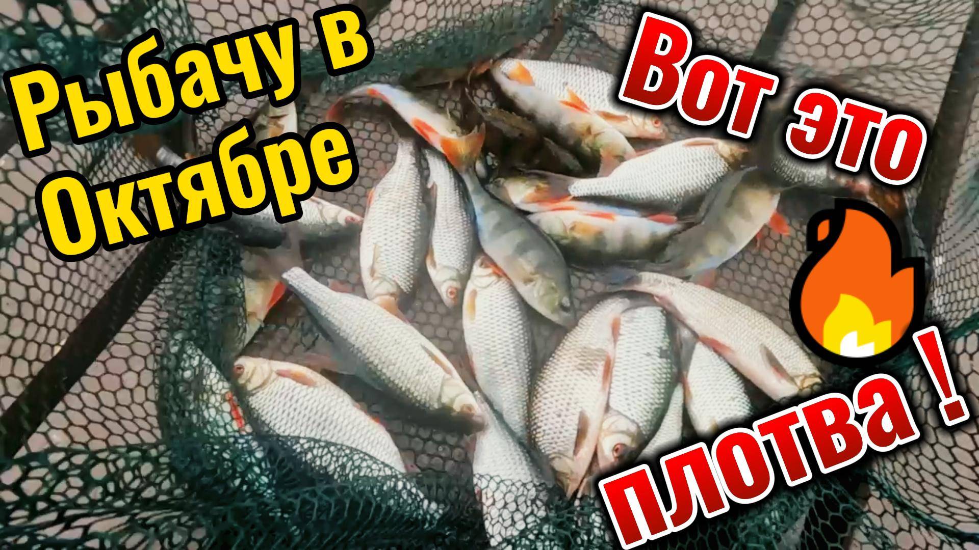 Наловила крупной плотвы в конце октября. В очередной раз сработала прикормка.
