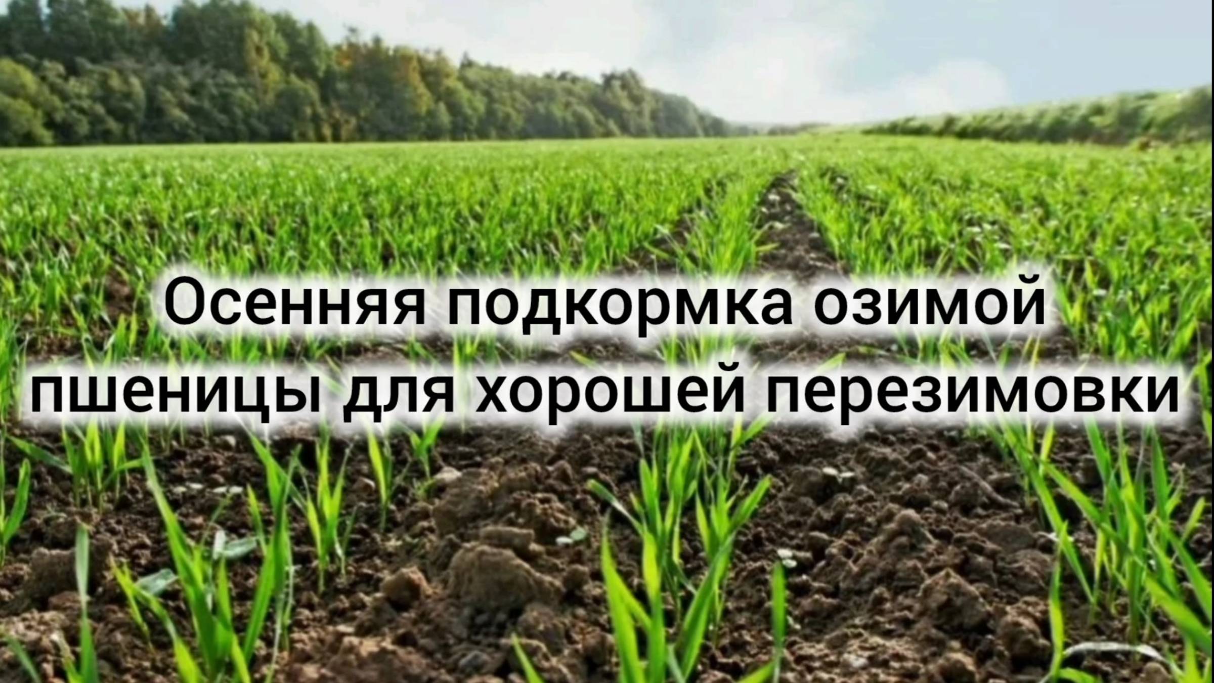 Что нужно для хорошей перезимовки озимой пшеницы?