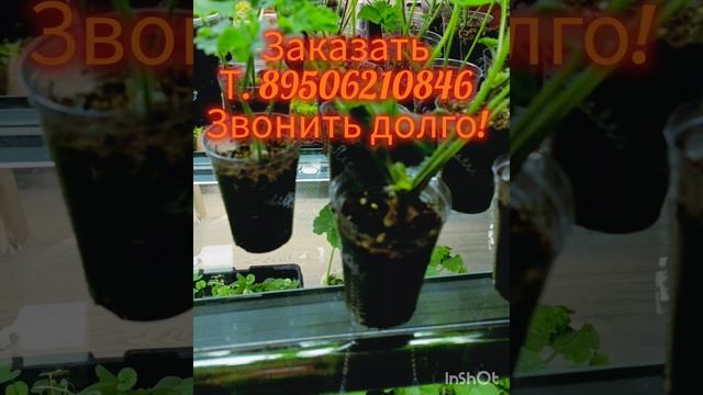 Шикарные пеларгонии! Принимаю заказы на укорененные черенки пеларгоний.Условия в описании. #черенки