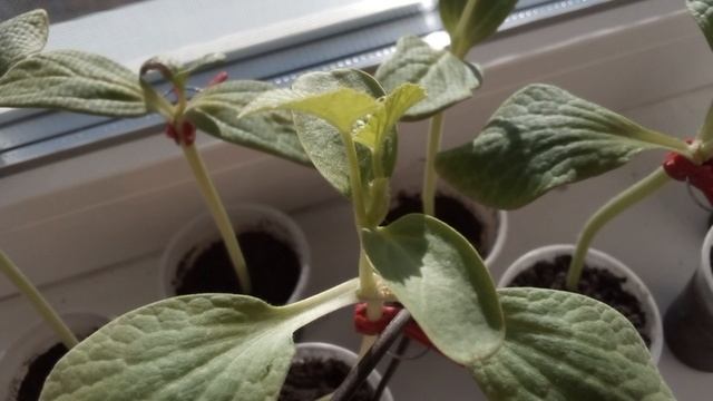 Подвой для дыни! 🍈делаем хак профподвоев, варианты, промежуточные результаты.