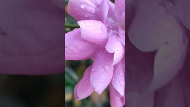 VID_20241103_080030.mp4