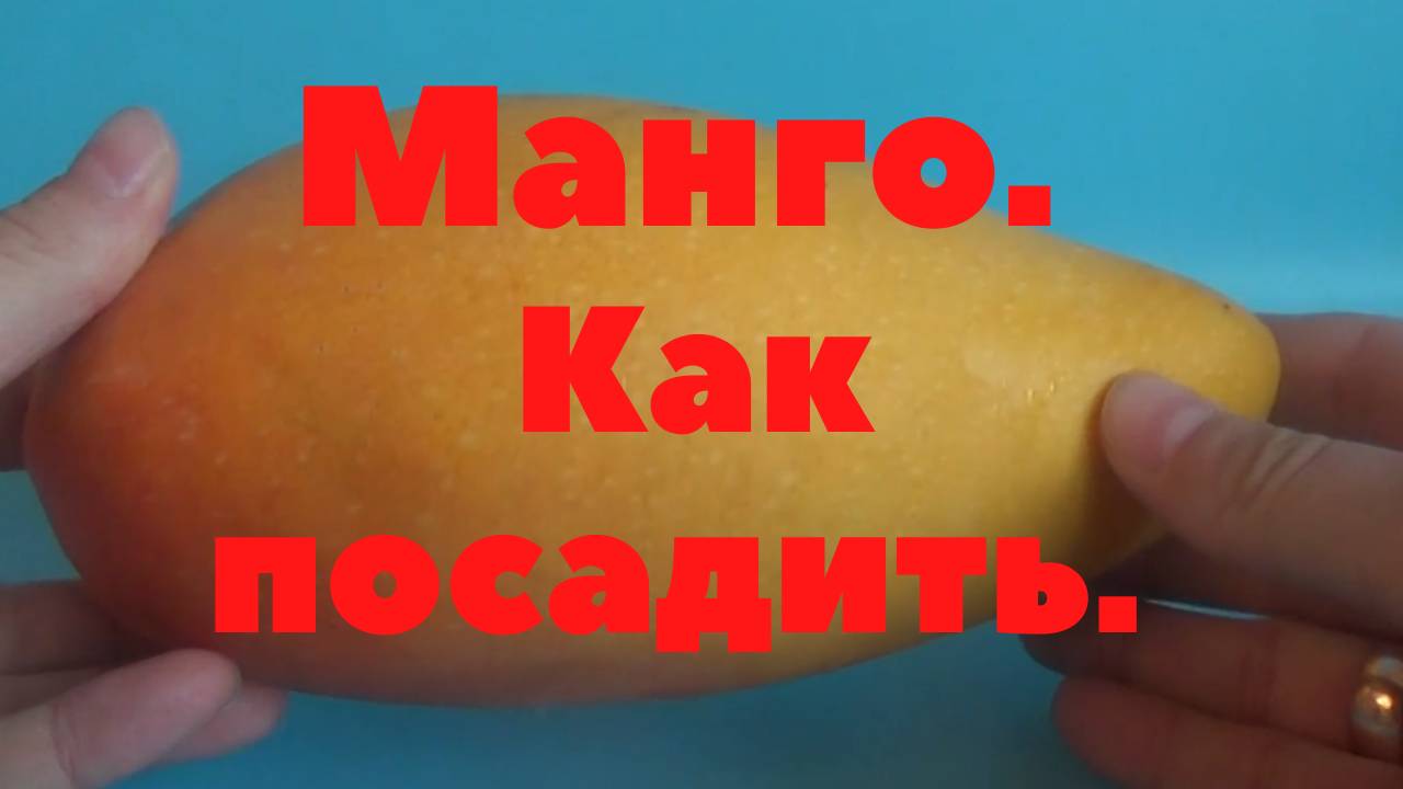 Манго. Как вырастить манго из косточки.