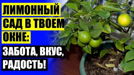 ⛔ ЦИТРУСОВЫЕ НА ПОДОКОННИКЕ