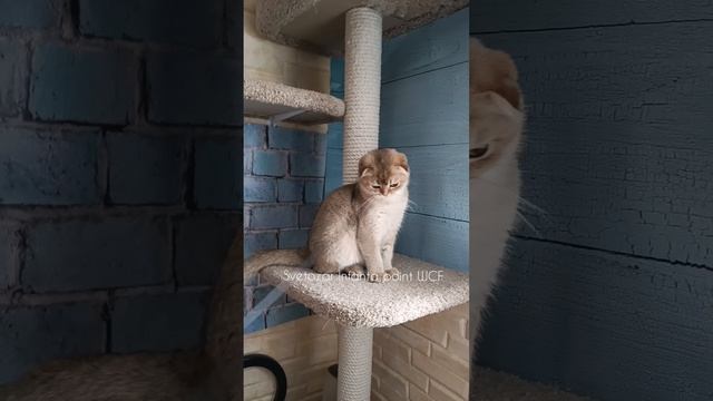 Породистый шотландский золотой котик