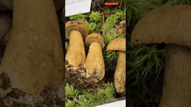 Желчный гриб (Tylopilus felleus).