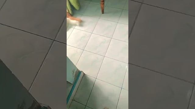 Котик на видео - настоящее лекарство от грусти и забот. Смотрите и улыбайтесь.