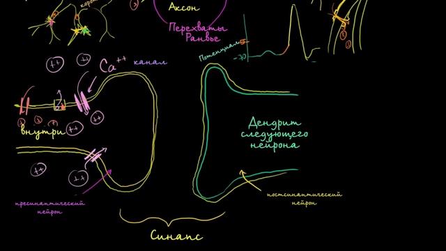 [KhanAcademy] Межнейронные химические синапсы