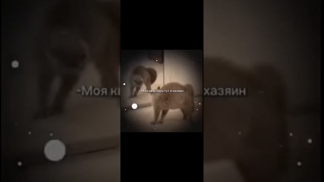 Моя квартира тут я хозяин😾😾#shorts