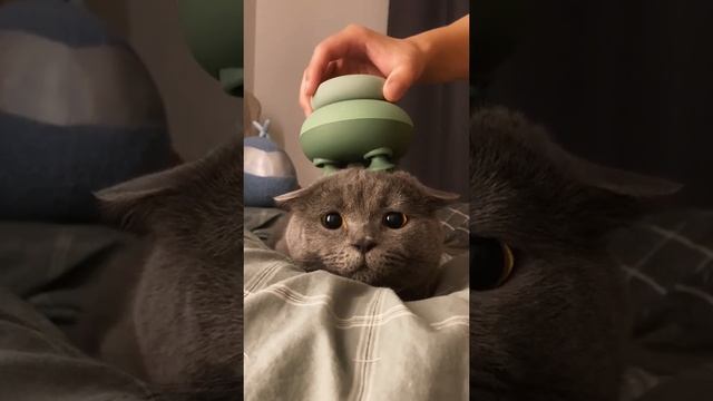 @kittenheal=f0a5e4.mp4