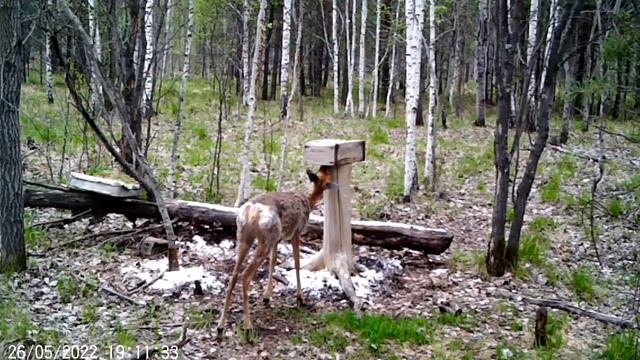 Сибирские косули и лоси посещают солонец. Глухарь разведчик. Записи с фотоловушки.