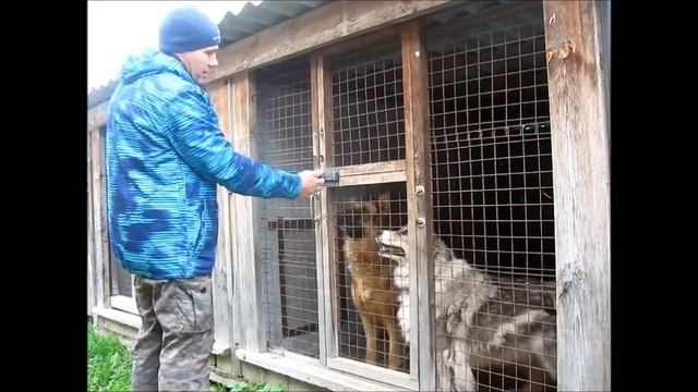 Как объяснить собаке, что без разрешения из вольера выходить нельзя