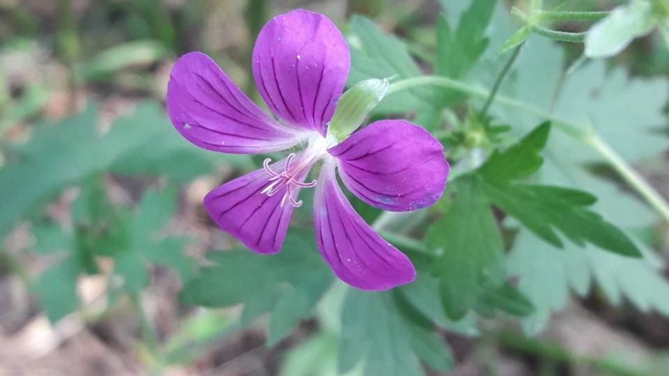 190. Герань болотная - Geranium palustre