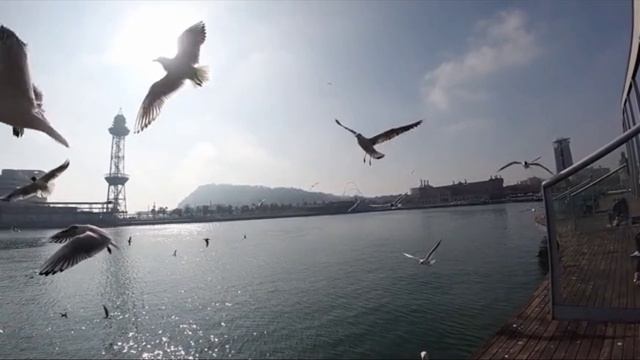 Птица - жизнь