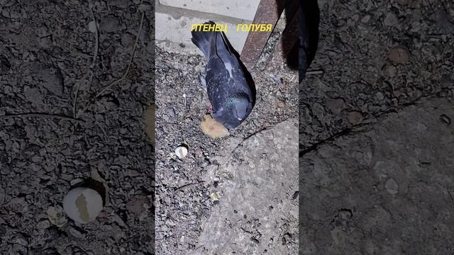 птенец голубя