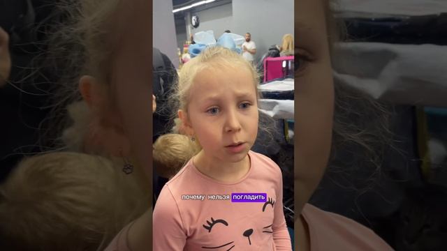 На выставке кошек хочется всех затискать😻#shorts