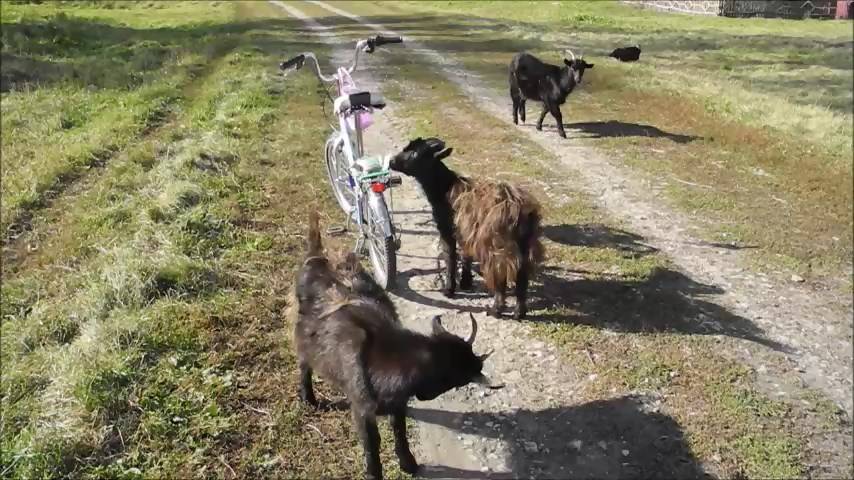 Козлята и велосипед