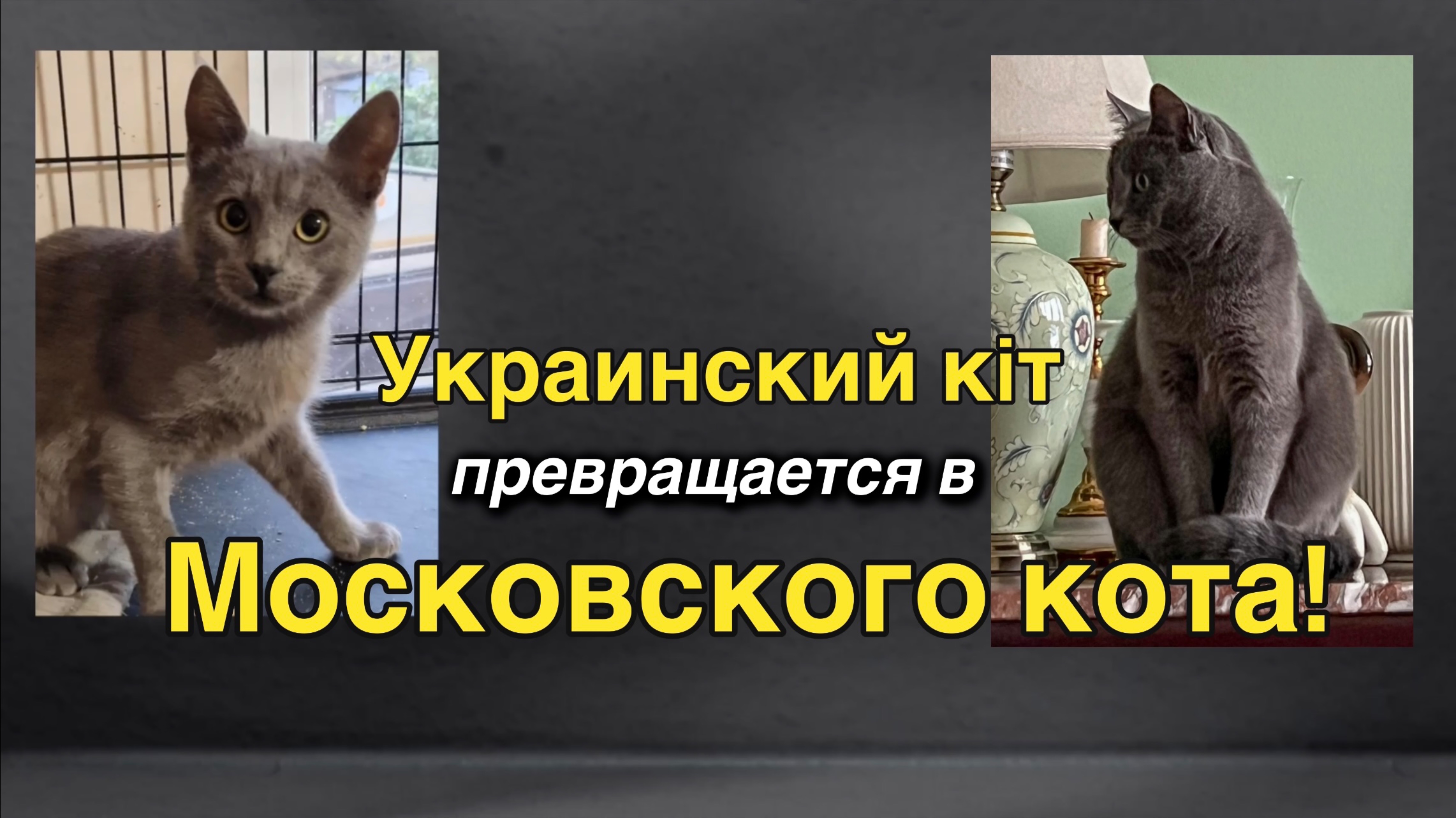 Пятый спасенный с войны кот! Места больше нет! 🐈😁