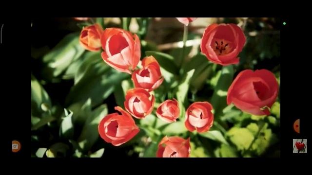 ПСИХОРЕЛАКС - ПОЛЕВЫЕ ЦВЕТЫ - ЛЕТО И ПРИЯТНОЕ СОЗЕРЦАНИЕ КРАСОТЫ И ГАРМОНИИ ПРИРОДЫ