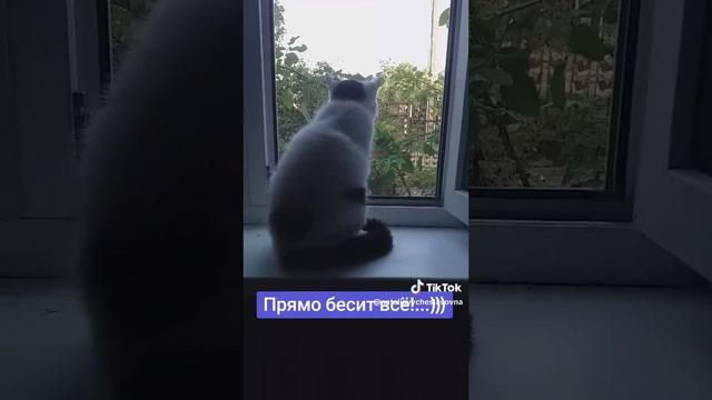 Бесит всё!...)))