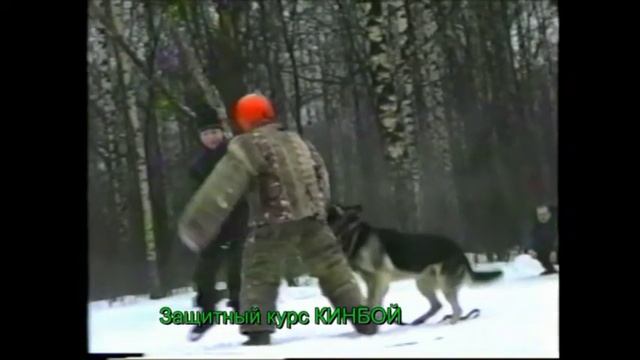 Хозяин восточноевропейской овчарки  сломался пополам под натиском нападающего