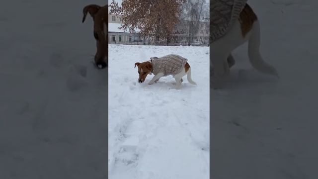 Корица и первый снег!