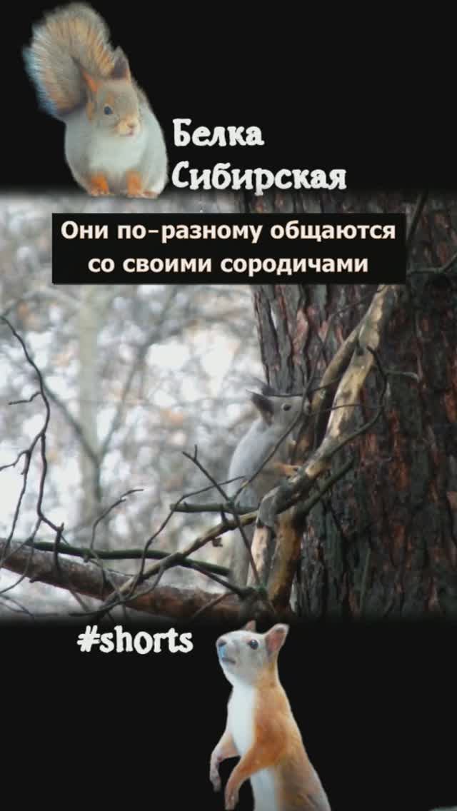 Как белки общаются между собой