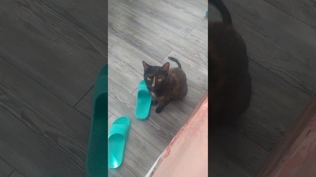 Shorts Лучший будильник-это кот