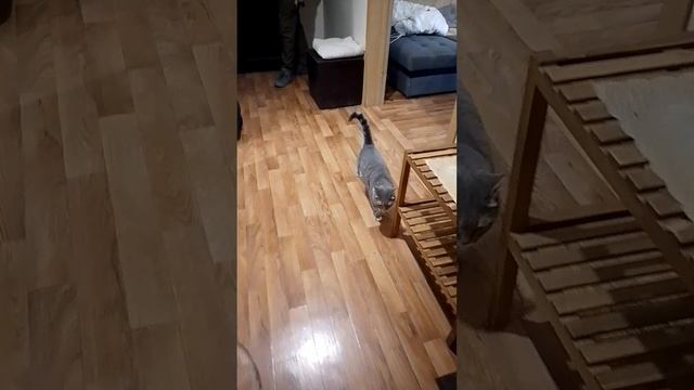 Не виделись неделю ... 🐱